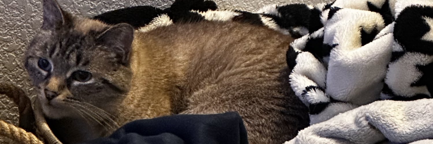 cassidybrownn's profile banner image
