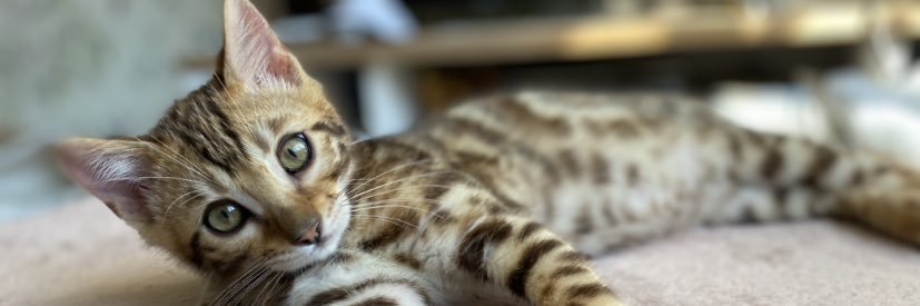 VeronicaPimple's profile banner image