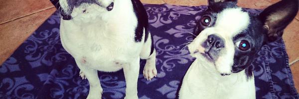 bleakdragonfly Profile Banner