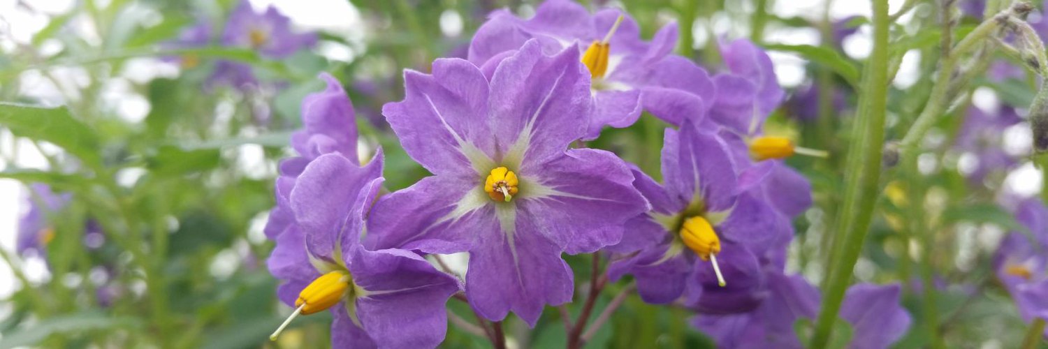 Hellen Lensing banner