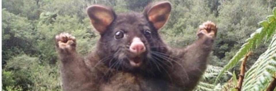 hungaryjake's profile banner image