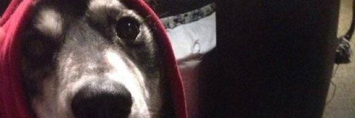 pissboy banner