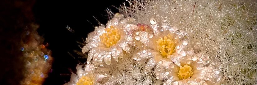 Austin Williams banner