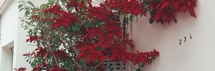 danitrangoni's profile banner image