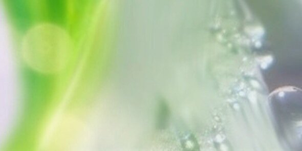 rainbowbird.T.V banner