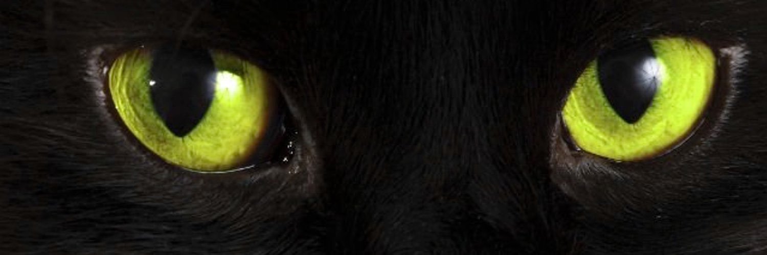 K💋Cat😻❤️🌟 banner