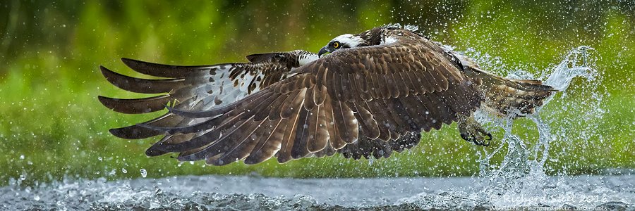 Richard Steel banner