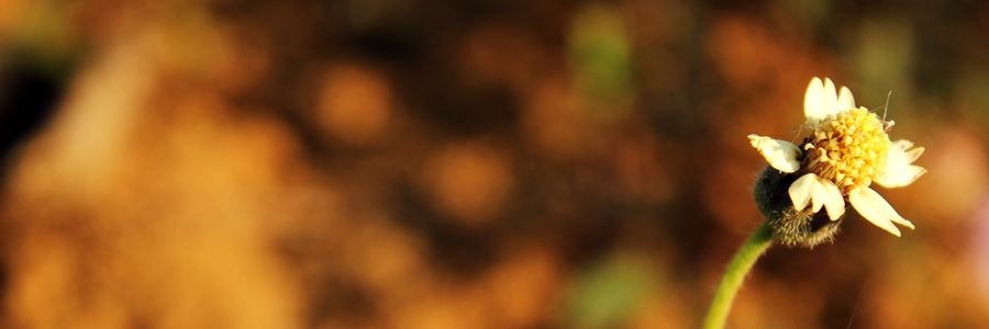 annisamenye's profile banner image