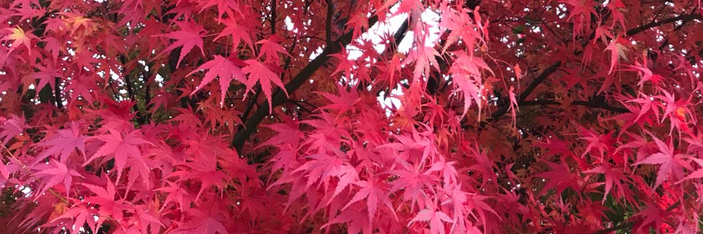 rinapocya116's profile banner image