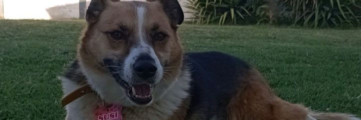 AlonsoAguss's profile banner image