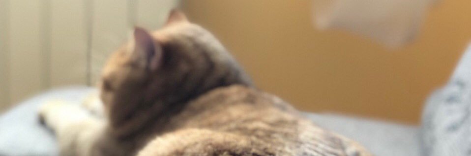 IManzhelii's profile banner image