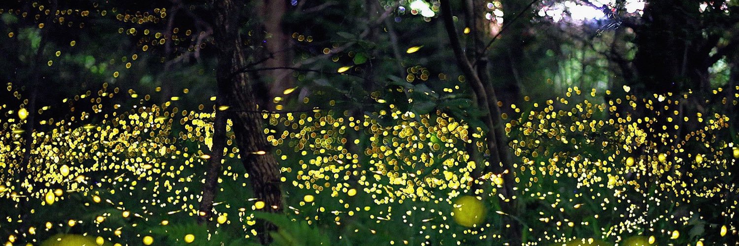 Matthew Wallace 🇺🇸 banner