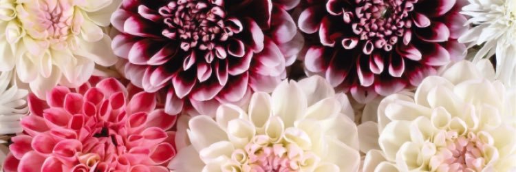 delray__'s profile banner image