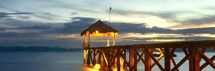 القط الحكيم banner