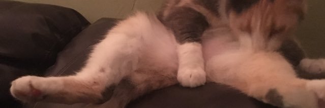Steve13379343's profile banner image