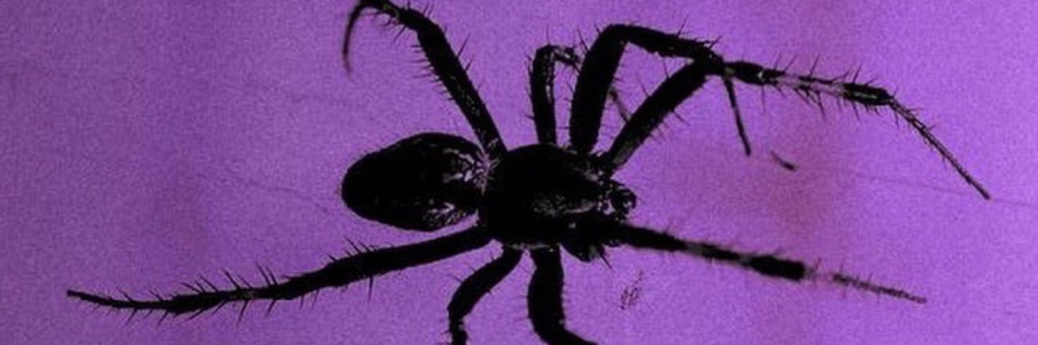 elisapageault's profile banner image
