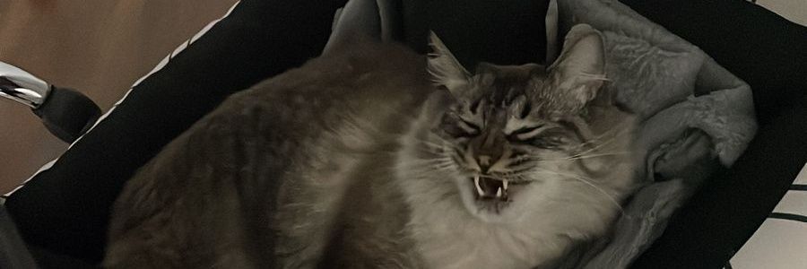 viribeirooo's profile banner image