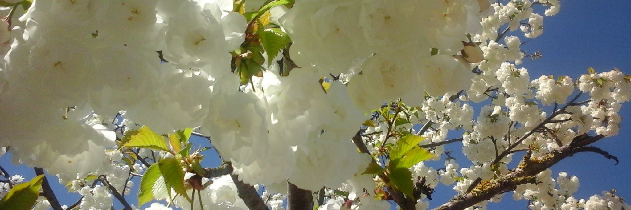 CogNeuro42's profile banner image