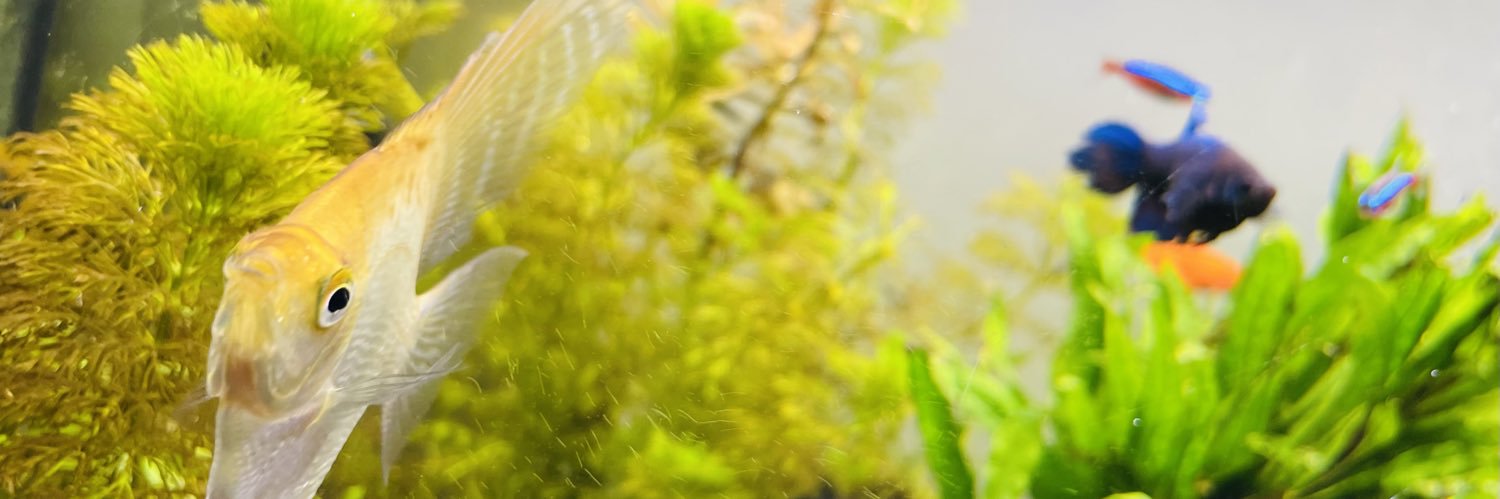 Roberto Fuentes 📢 banner