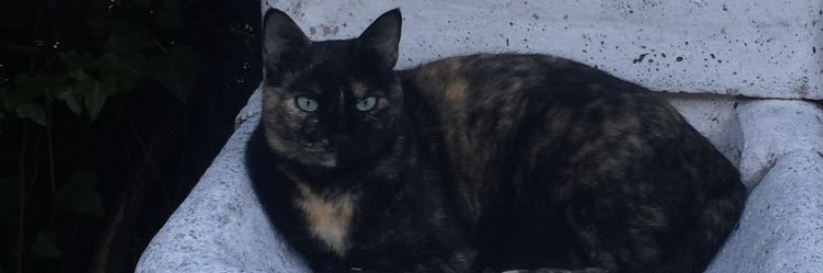 ElCafardo's profile banner image