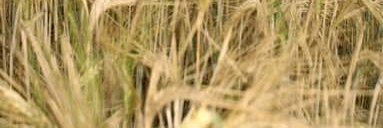 jesusmperdi59's profile banner image