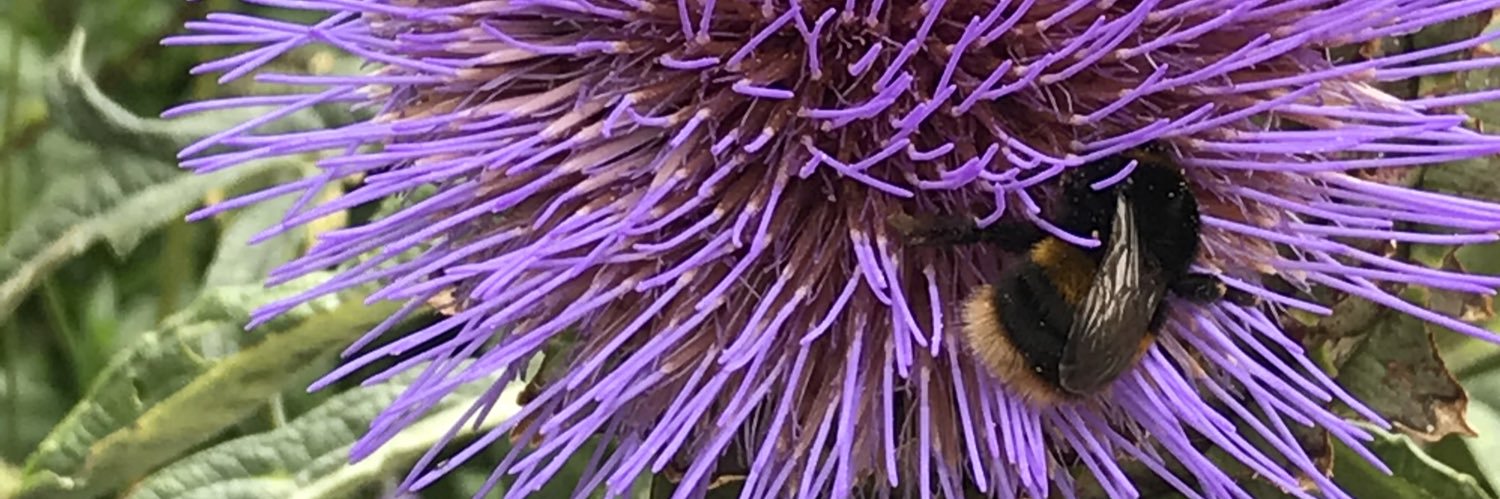 jomica's profile banner image