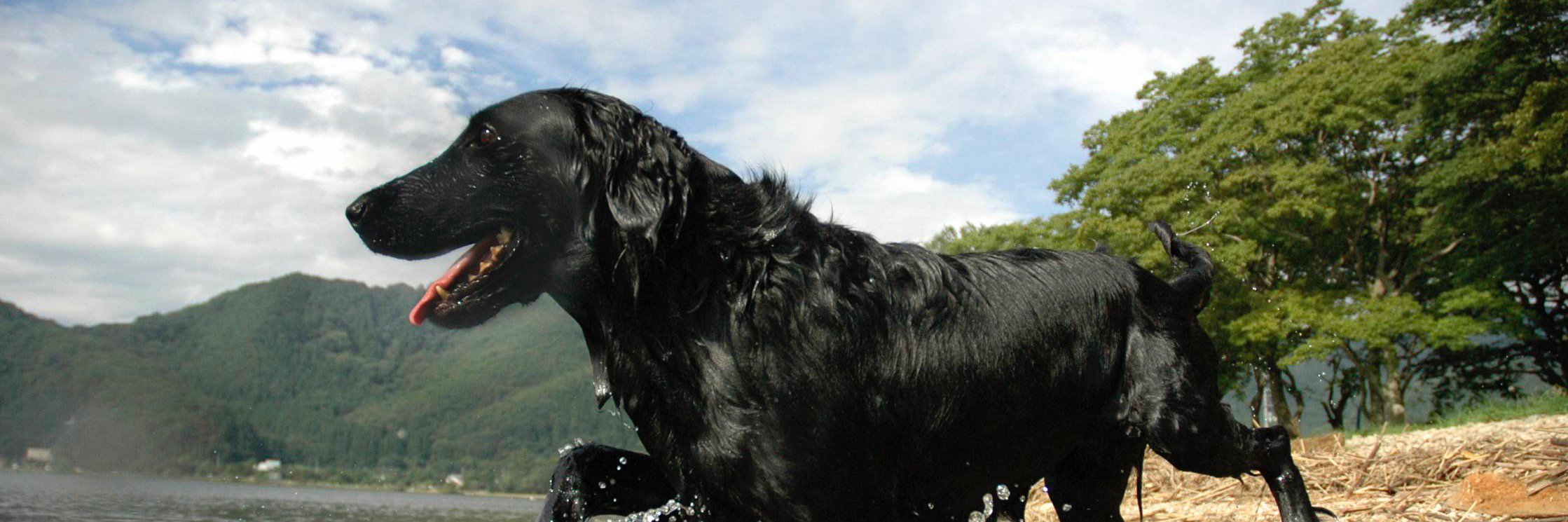 side_mountain's profile banner image