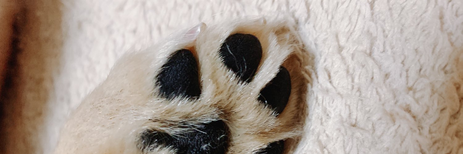 ren1328's profile banner image