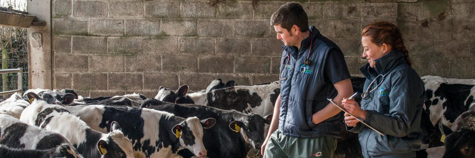 Synergy Farm Health banner