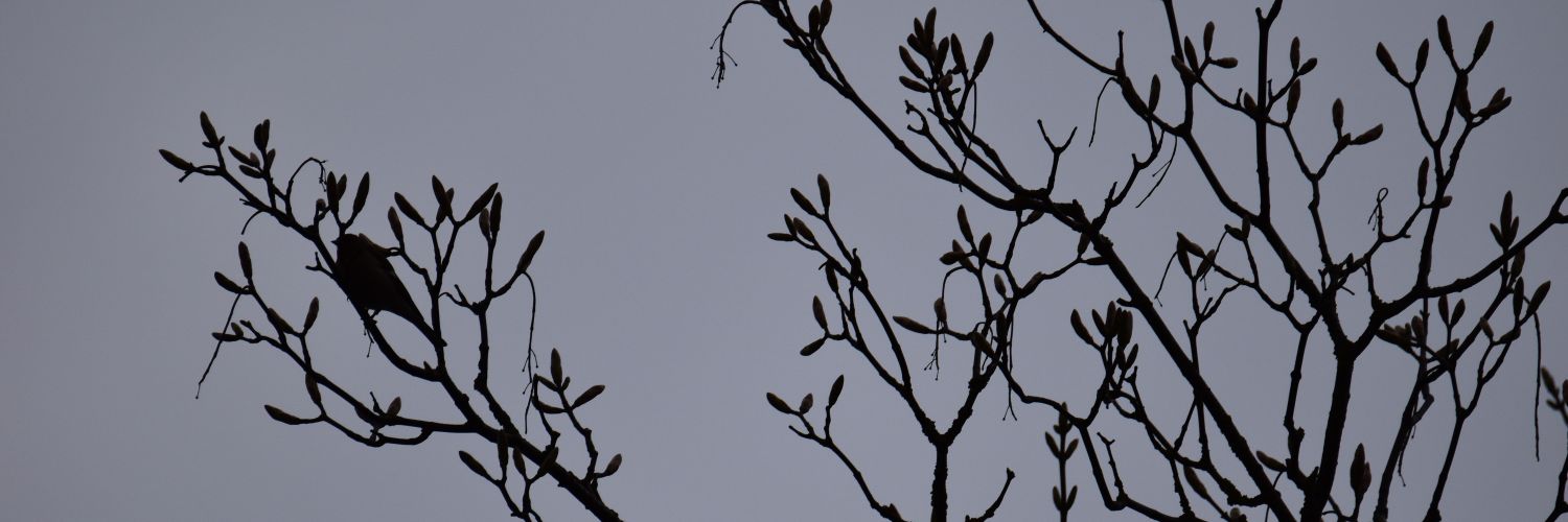 FoxWithBooks's profile banner image
