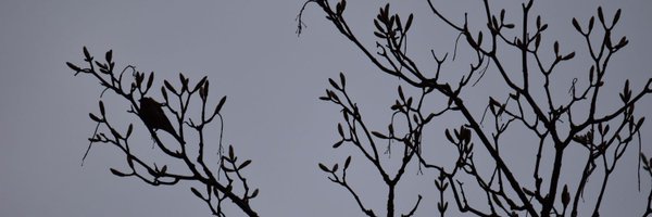 FoxWithBooks Profile Banner