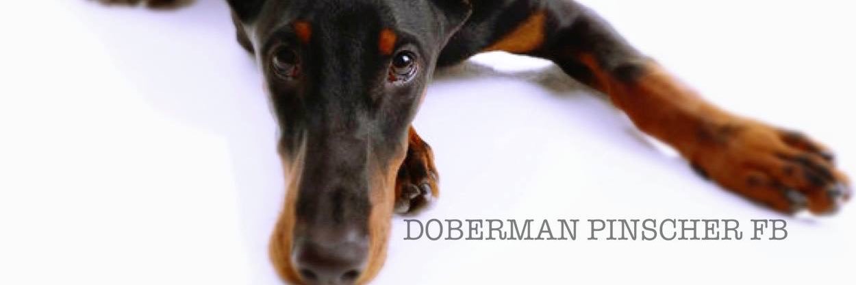Doberman_Nation's profile banner image