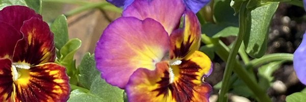 sylviegaede Profile Banner