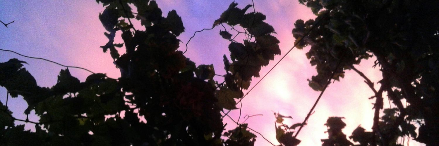 ropautassoooo's profile banner image
