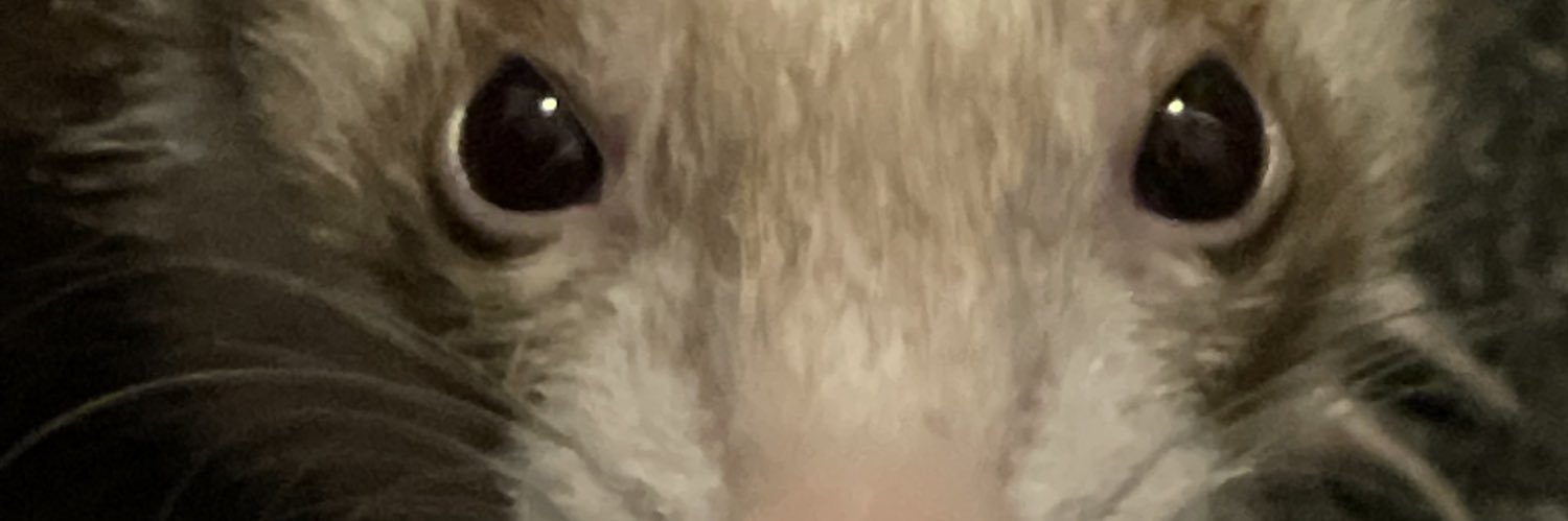 ellielovesbats's profile banner image