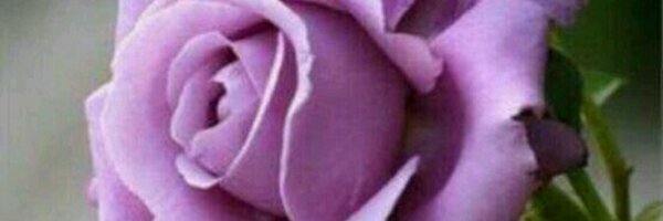 2014Kss Profile Banner