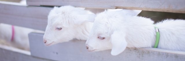 woll_ff's profile banner image