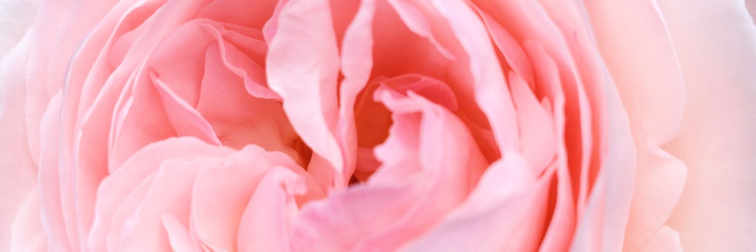 ren2_nyao's profile banner image