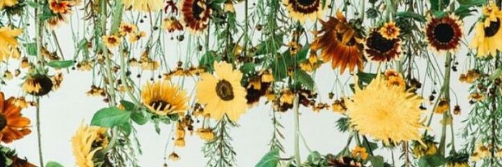 ssssisu's profile banner image