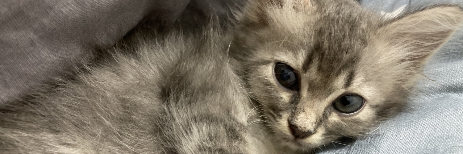mizzatz's profile banner image