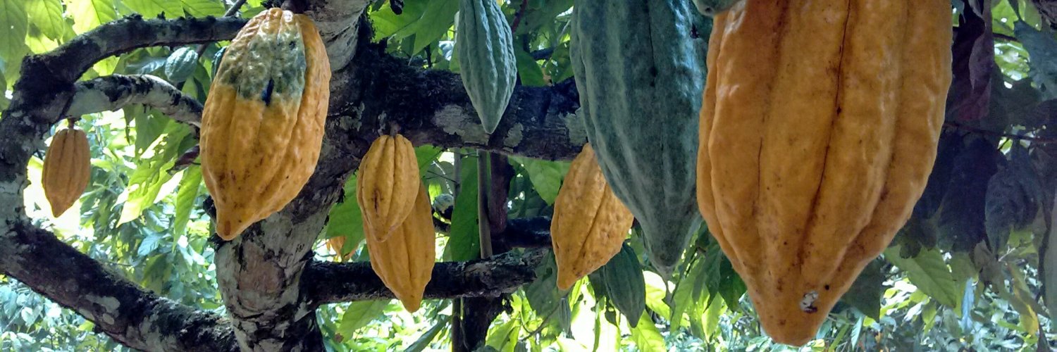 conservcacao's profile banner image