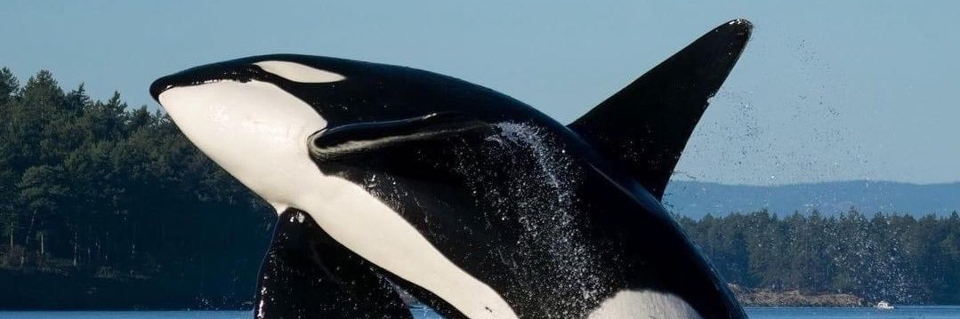 Rᴇᴍʏ LᴇBᴇᴀᴜ banner