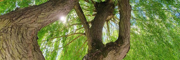 moggie611 Profile Banner