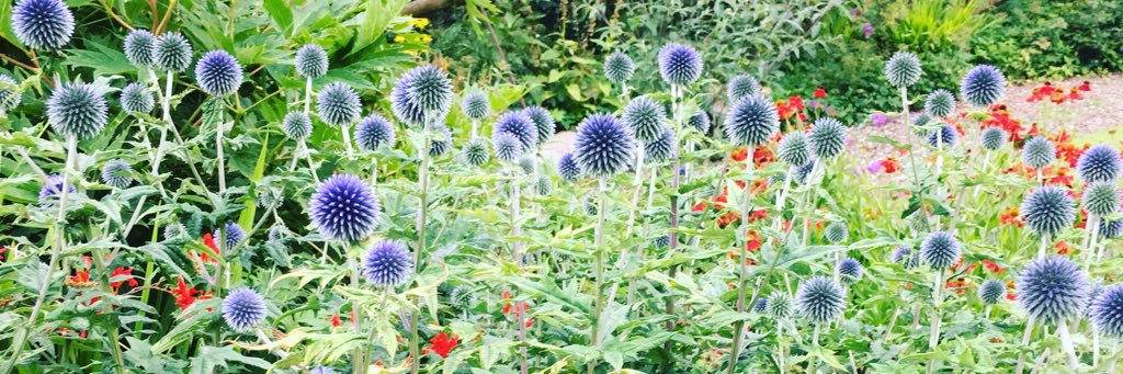 Mrs Anna Skipper banner