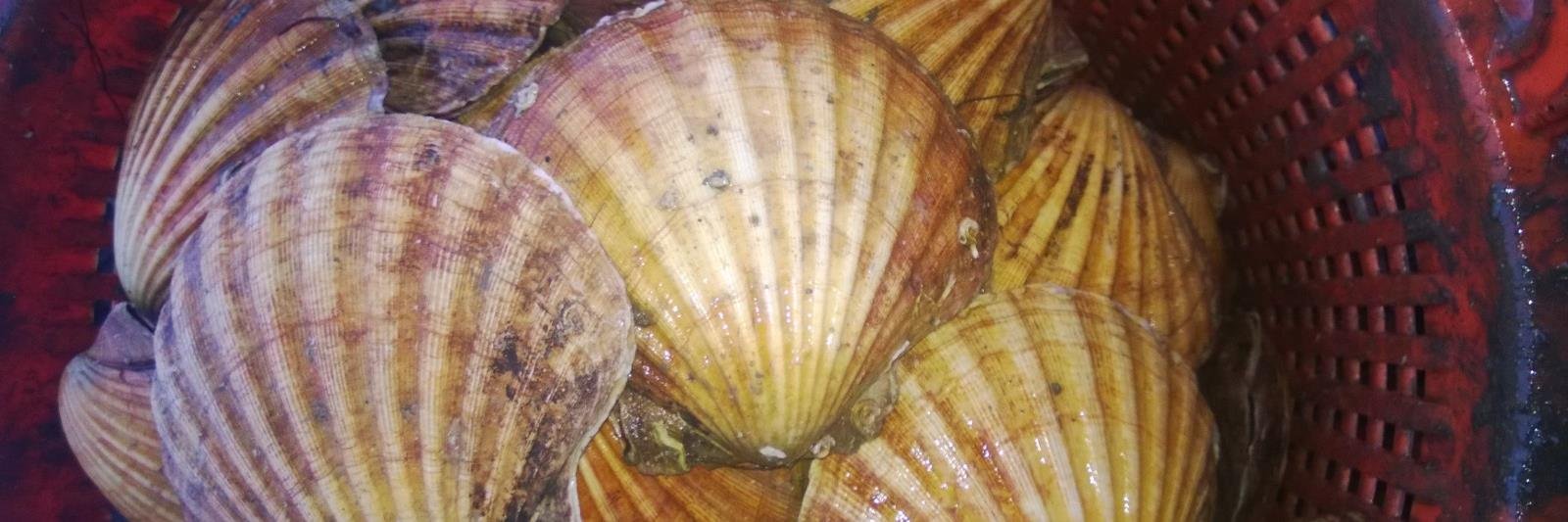 Scallop_Truths's profile banner image