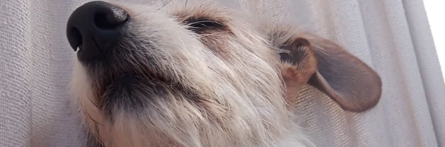 juliabiianca's profile banner image