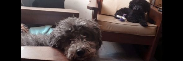 Sofifava_'s profile banner image