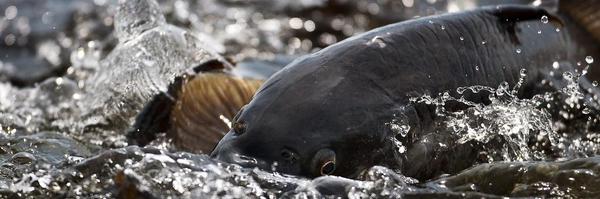 FAPescaDeport Profile Banner