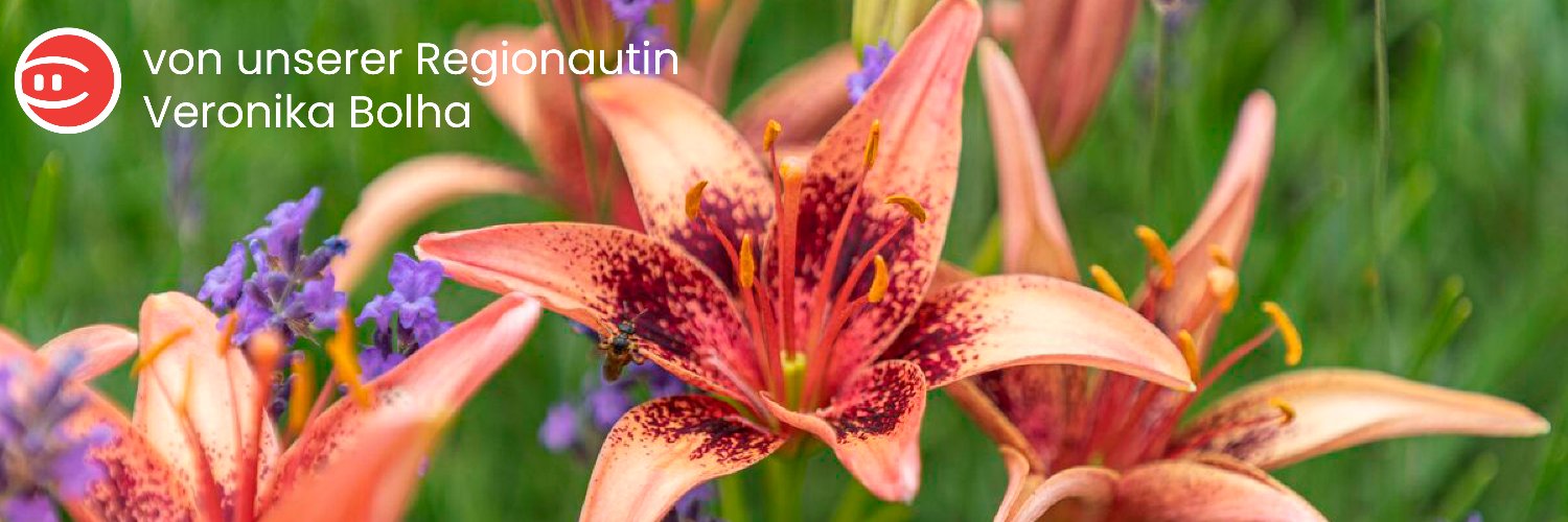 BBLungau's profile banner image