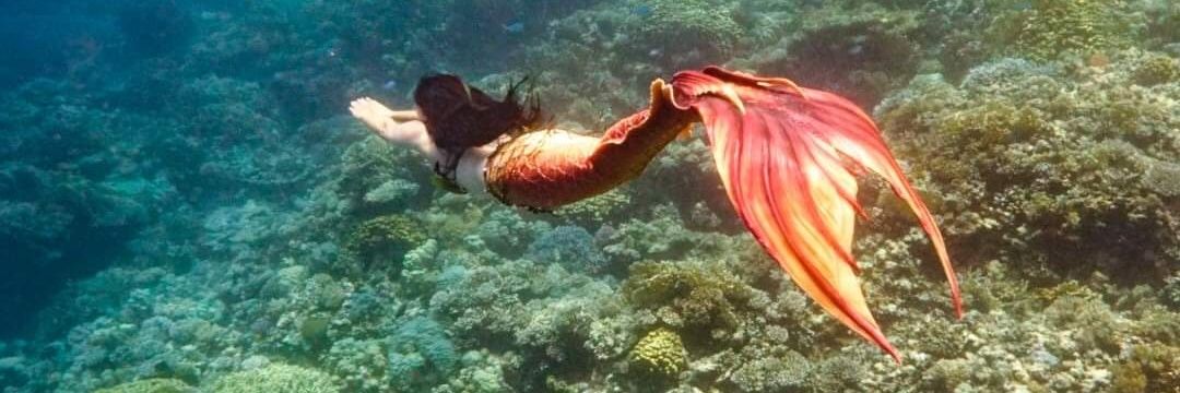 MermaidLilyRose's profile banner image
